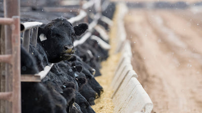 GrainSense in United States: Soil health journey resulting in solving cattle feeding problems