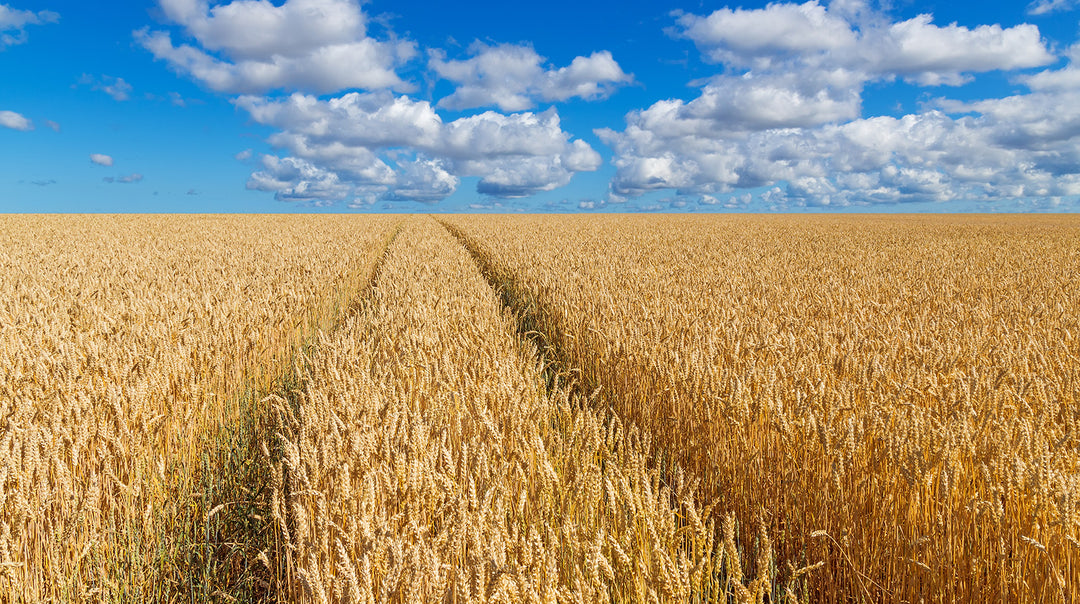 New GrainSense distributor Farmers First presents an innovative approach to owning agricultural machinery in Sweden