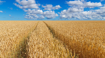 New GrainSense distributor Farmers First presents an innovative approach to owning agricultural machinery in Sweden