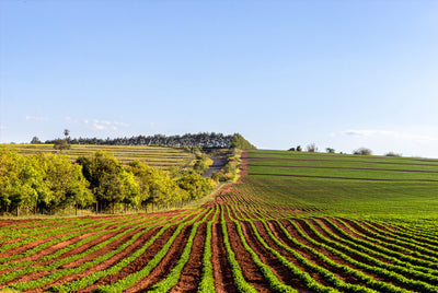 GrainSense in Brazil: Immediate grain quality analysis accelerates agricultural processes