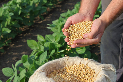 The changing soybean market requires new solutions in quality control