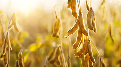 Case Taifun Tofu – Fast Decision Making in Soybean Acquisitions with GrainSense A2 Handheld Analyzer