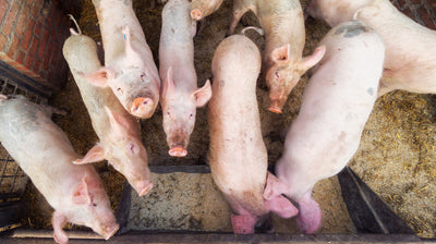 Finding the perfect food mix for pigs – GrainSense Analyzer saves from many troubles in animal feeding