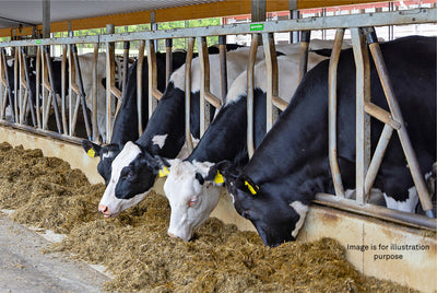 Case Peltokorte – Optimizing Cattle Feeding with GS Flow Analyzer